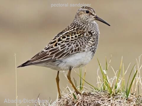 pectoral sandpiper
